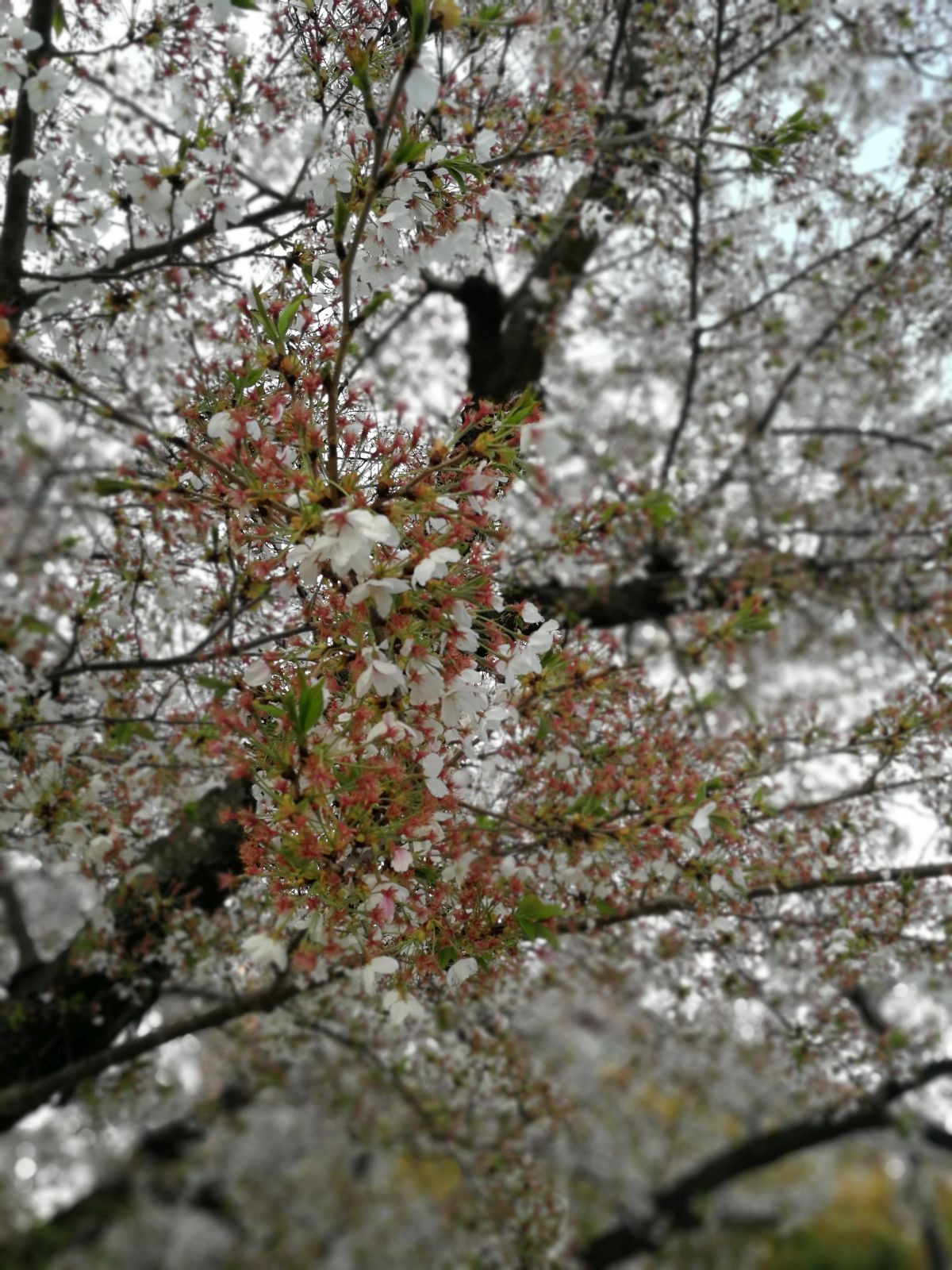 仕事場の桜