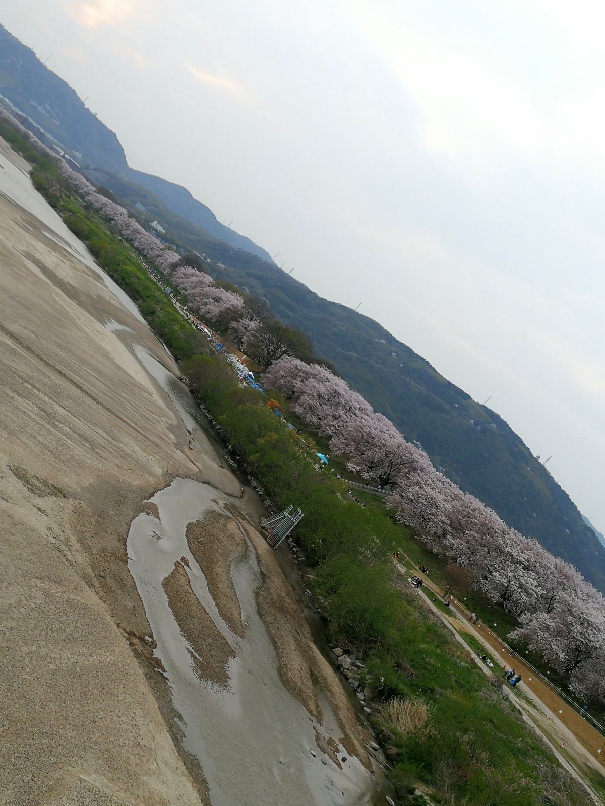 堤防沿いの桜