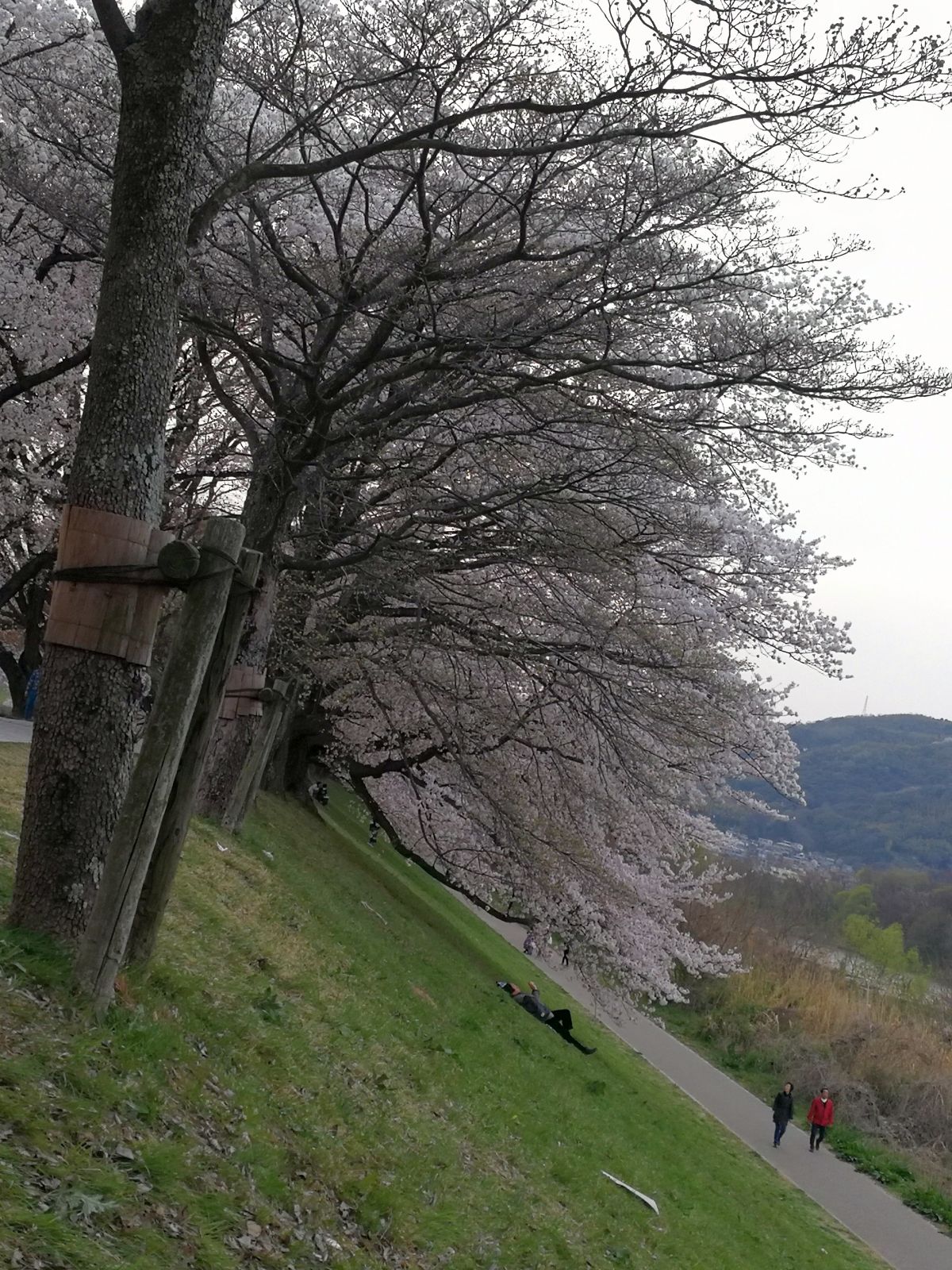 桜の木の下