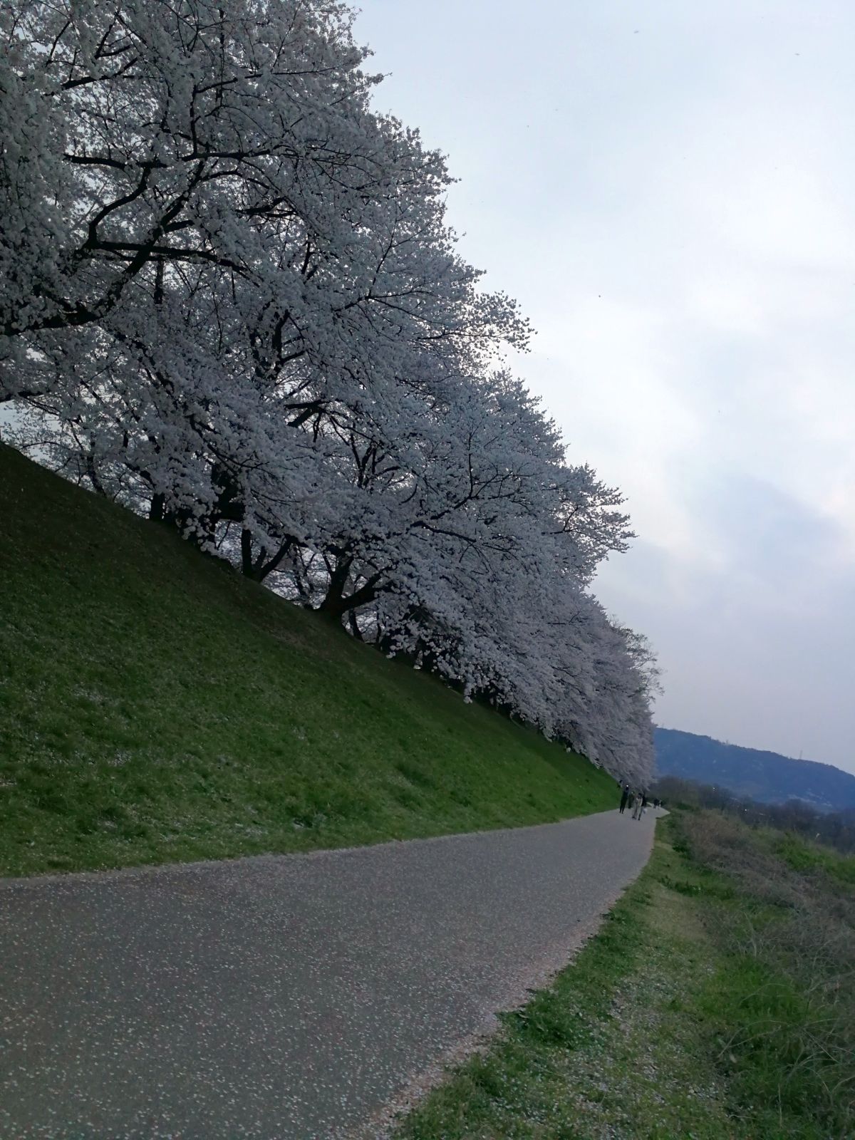 堤防沿いの桜２