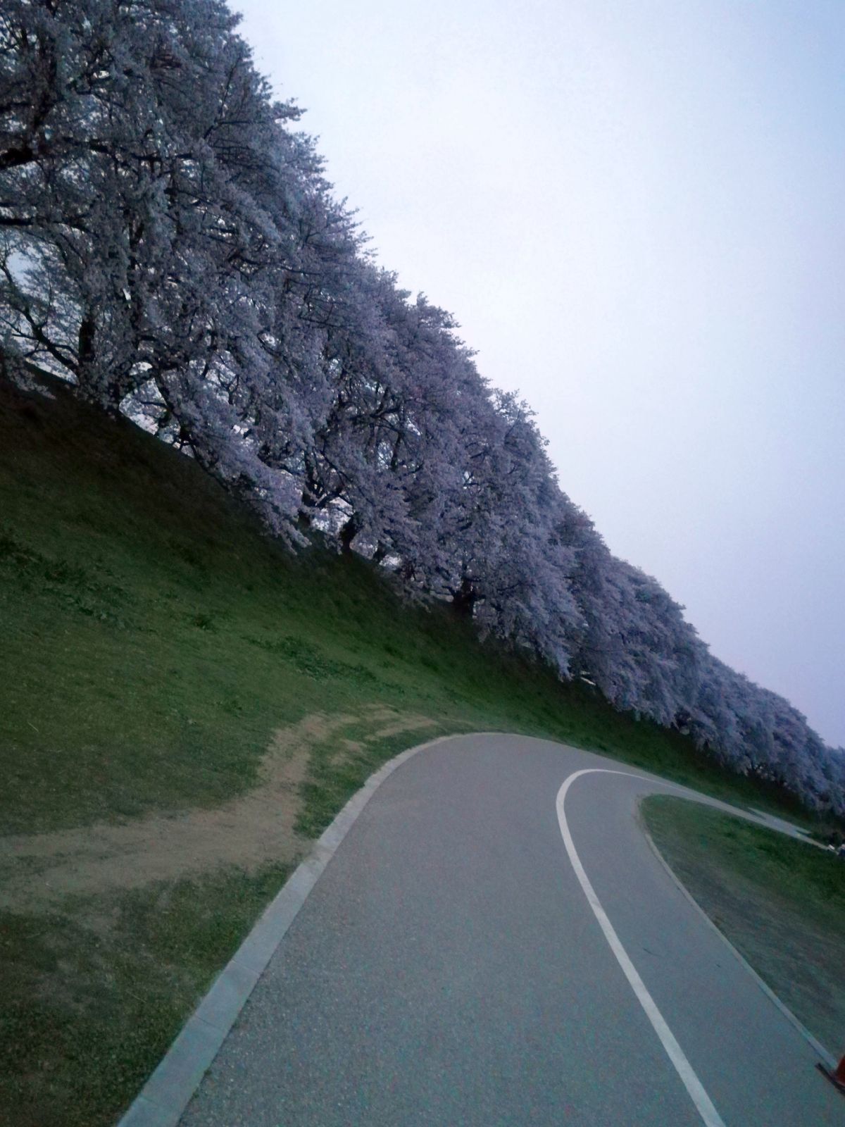 堤防沿いの桜３