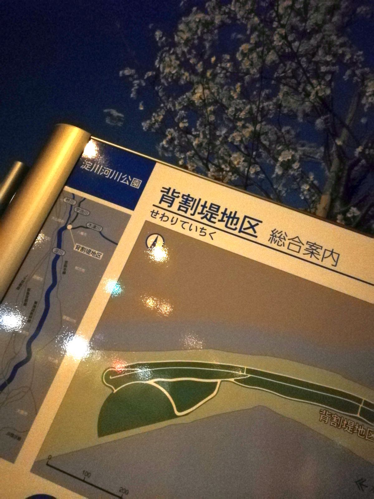 淀川河川公園 背割堤地区