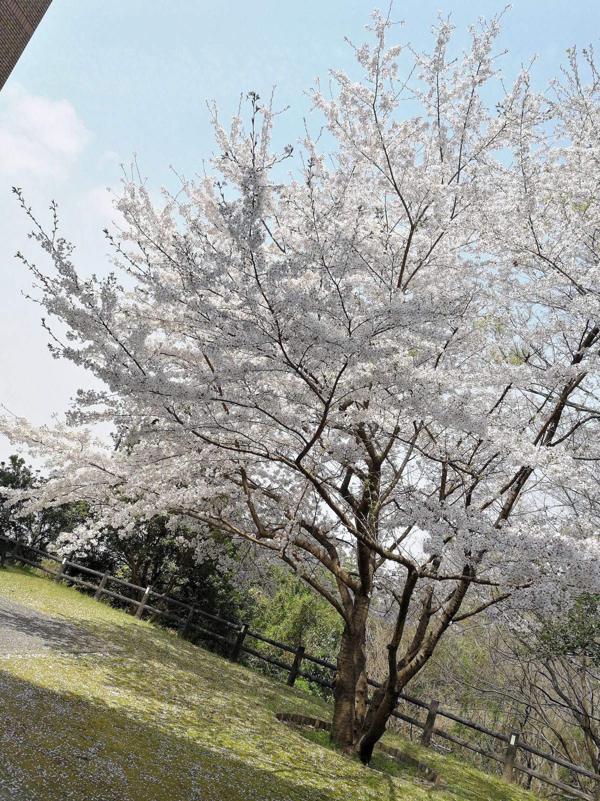 仕事場の桜