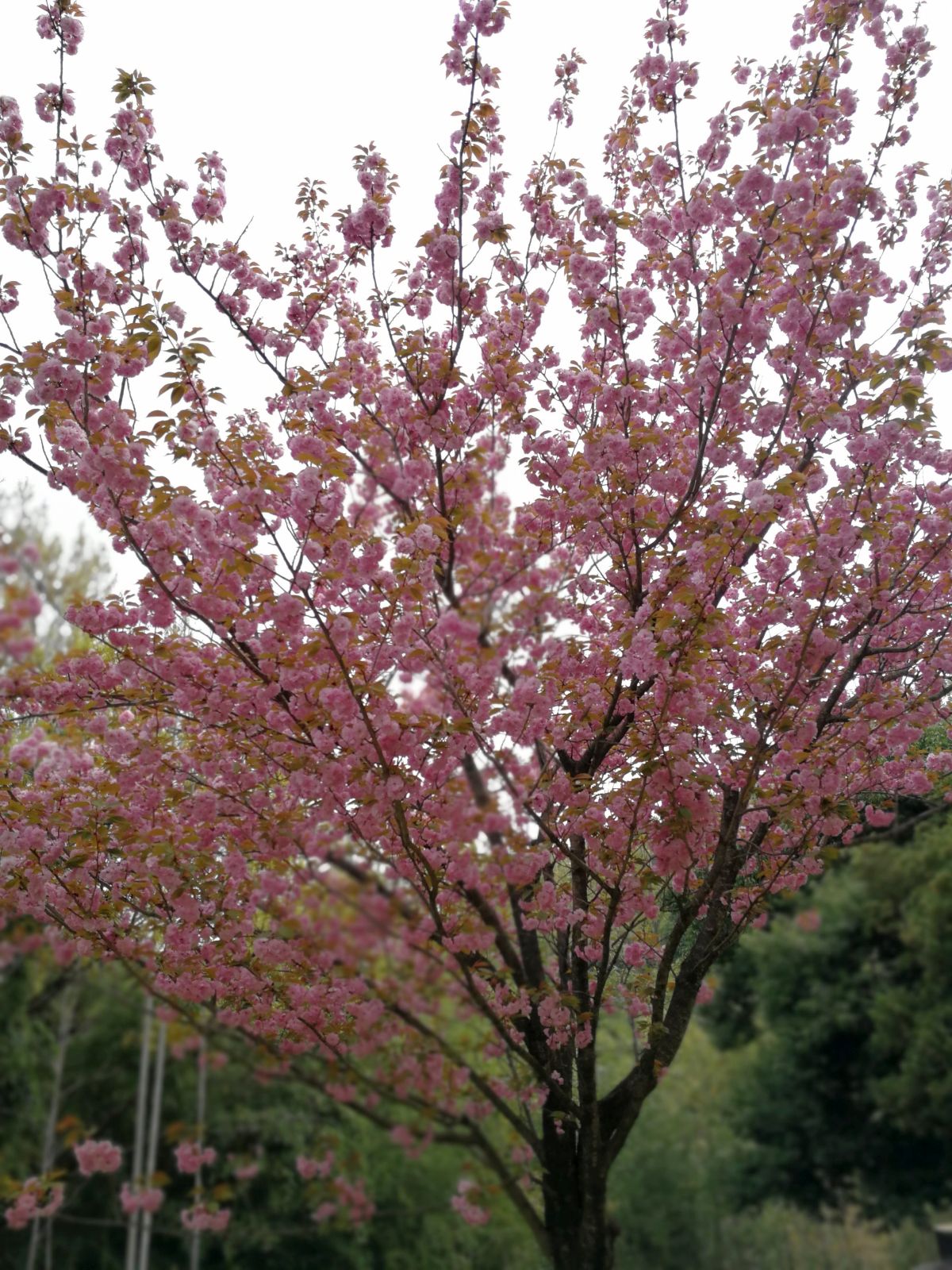 仕事場の桜