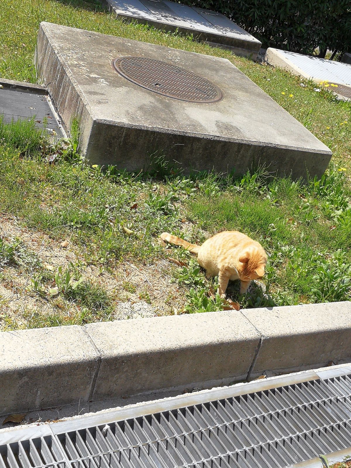 本日の看板猫