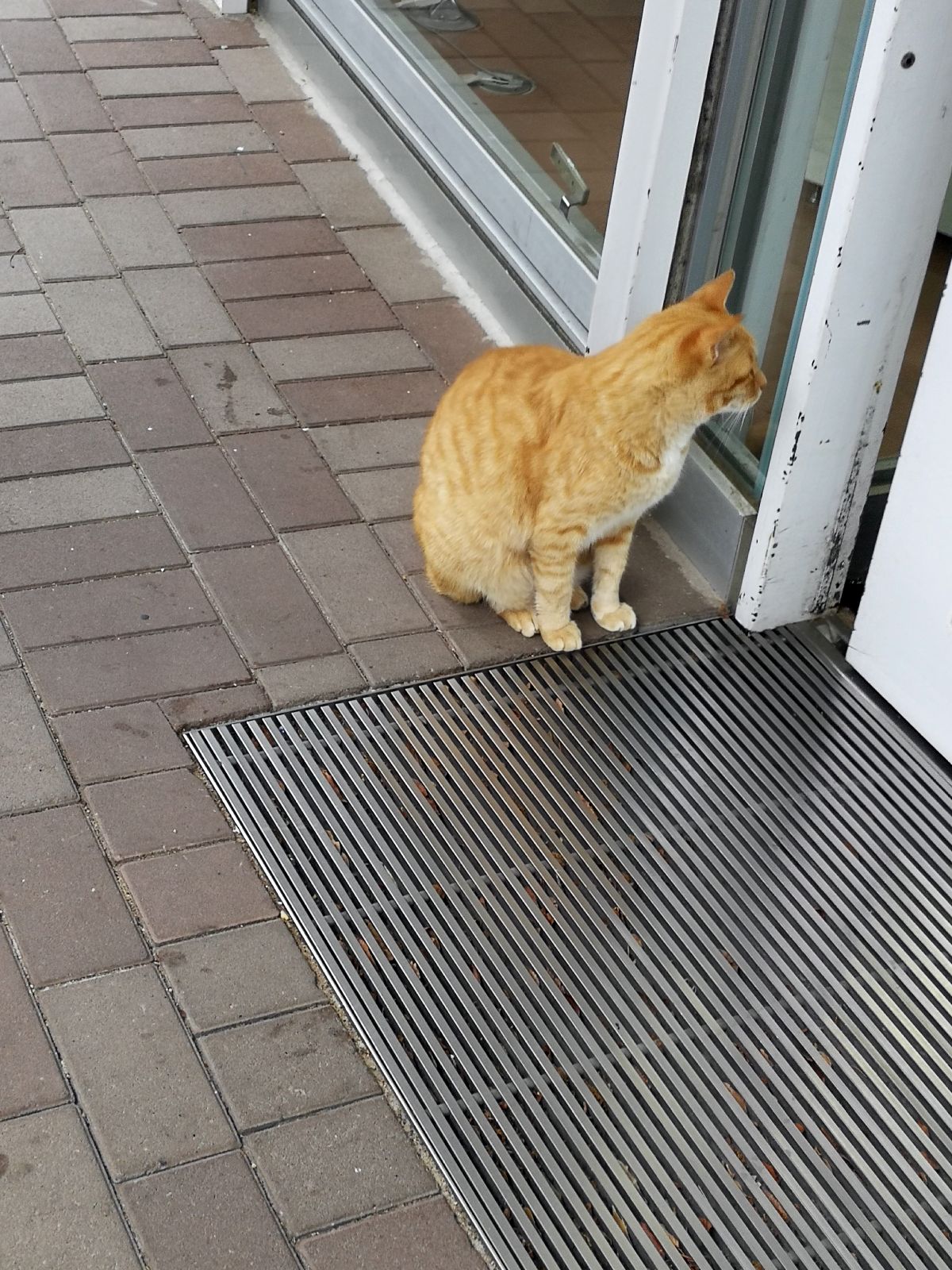 本日の看板猫