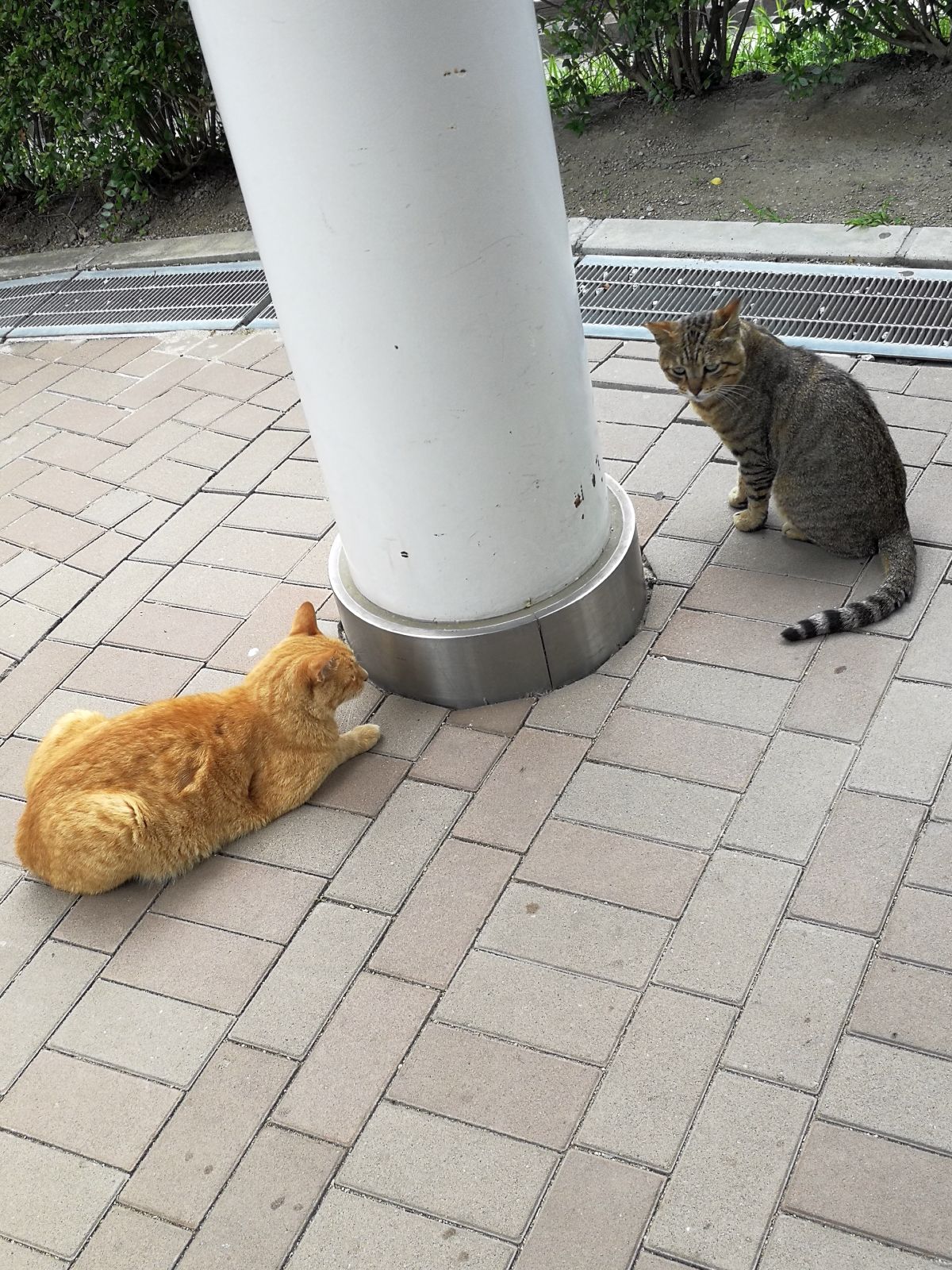 本日の看板猫