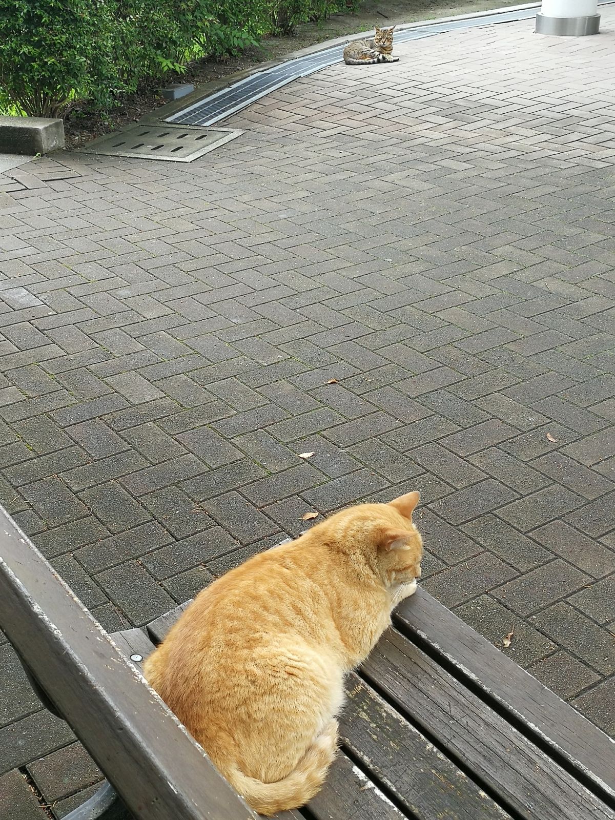 本日の看板猫