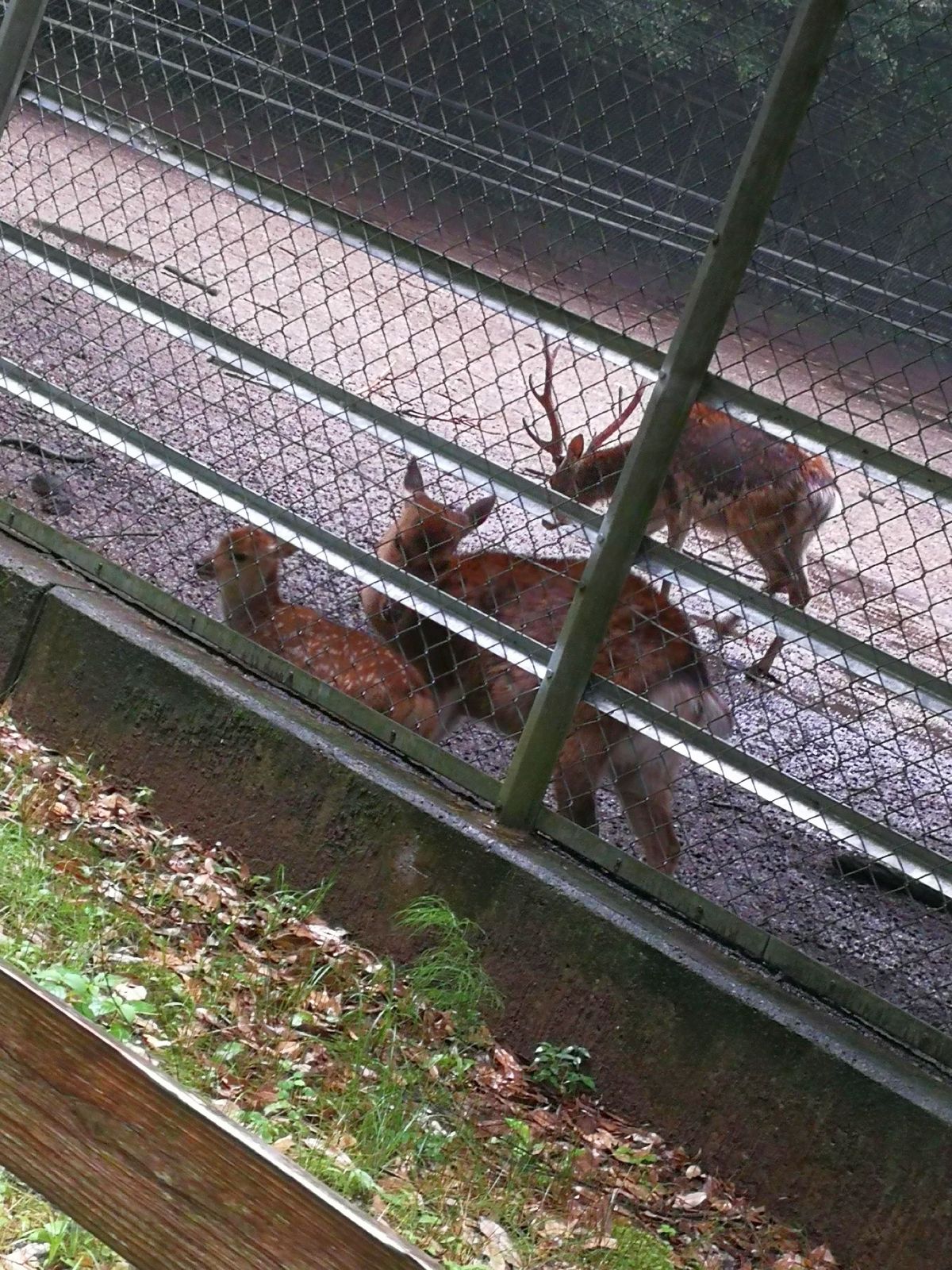 ｭ