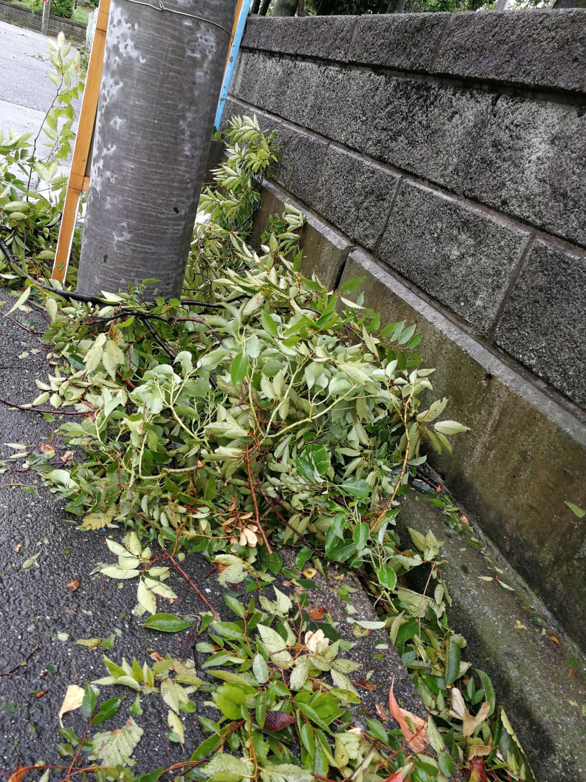 道路の枝木