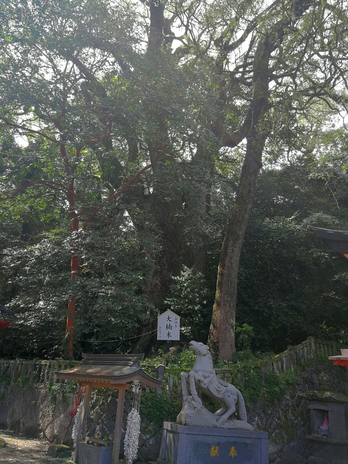 大楠木