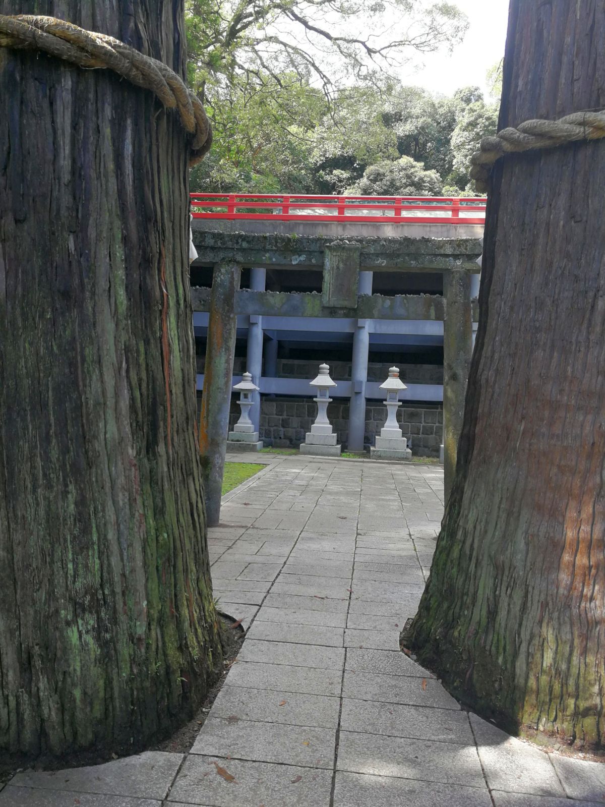 鳥居と杉