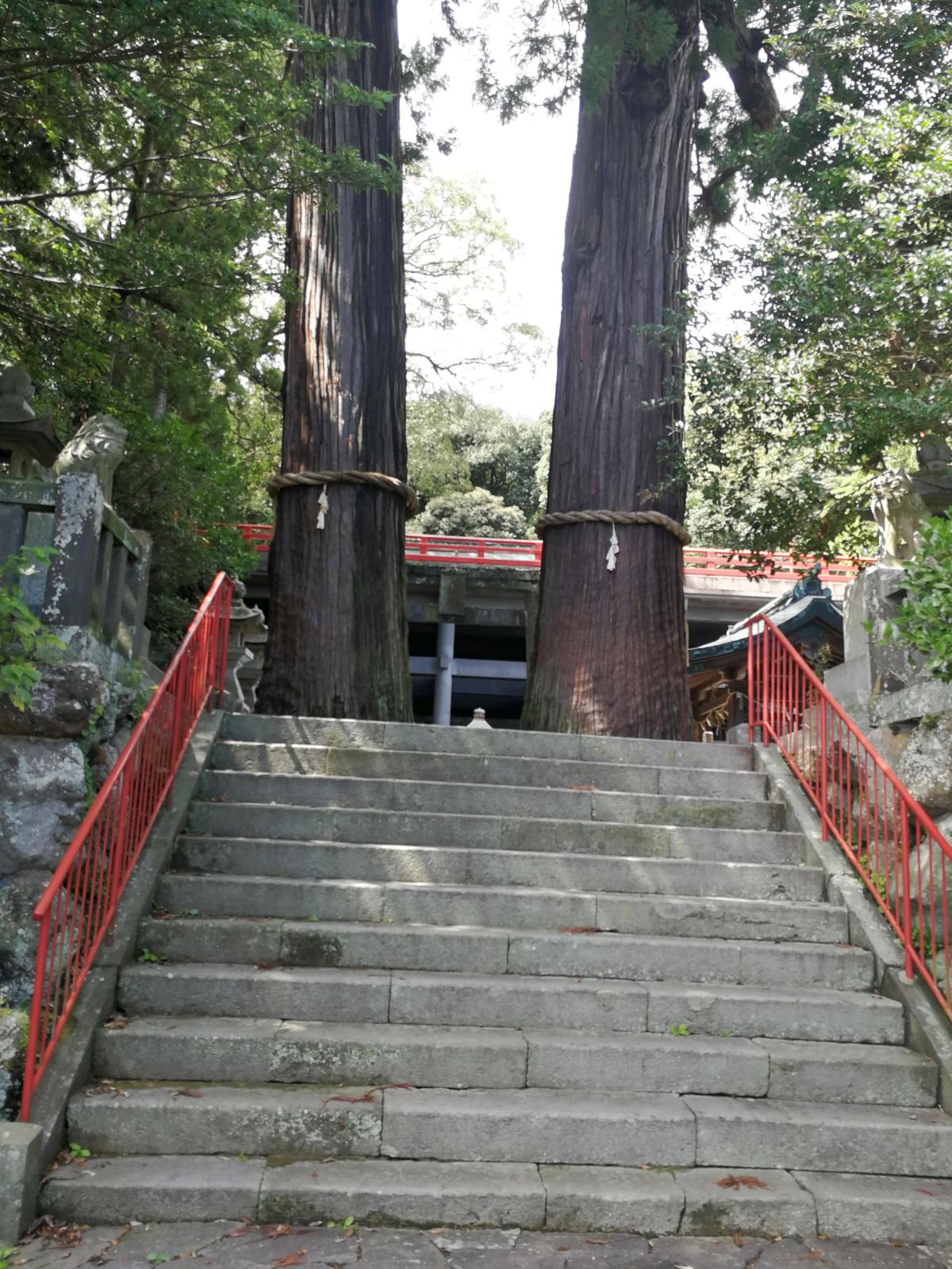 夫婦杉