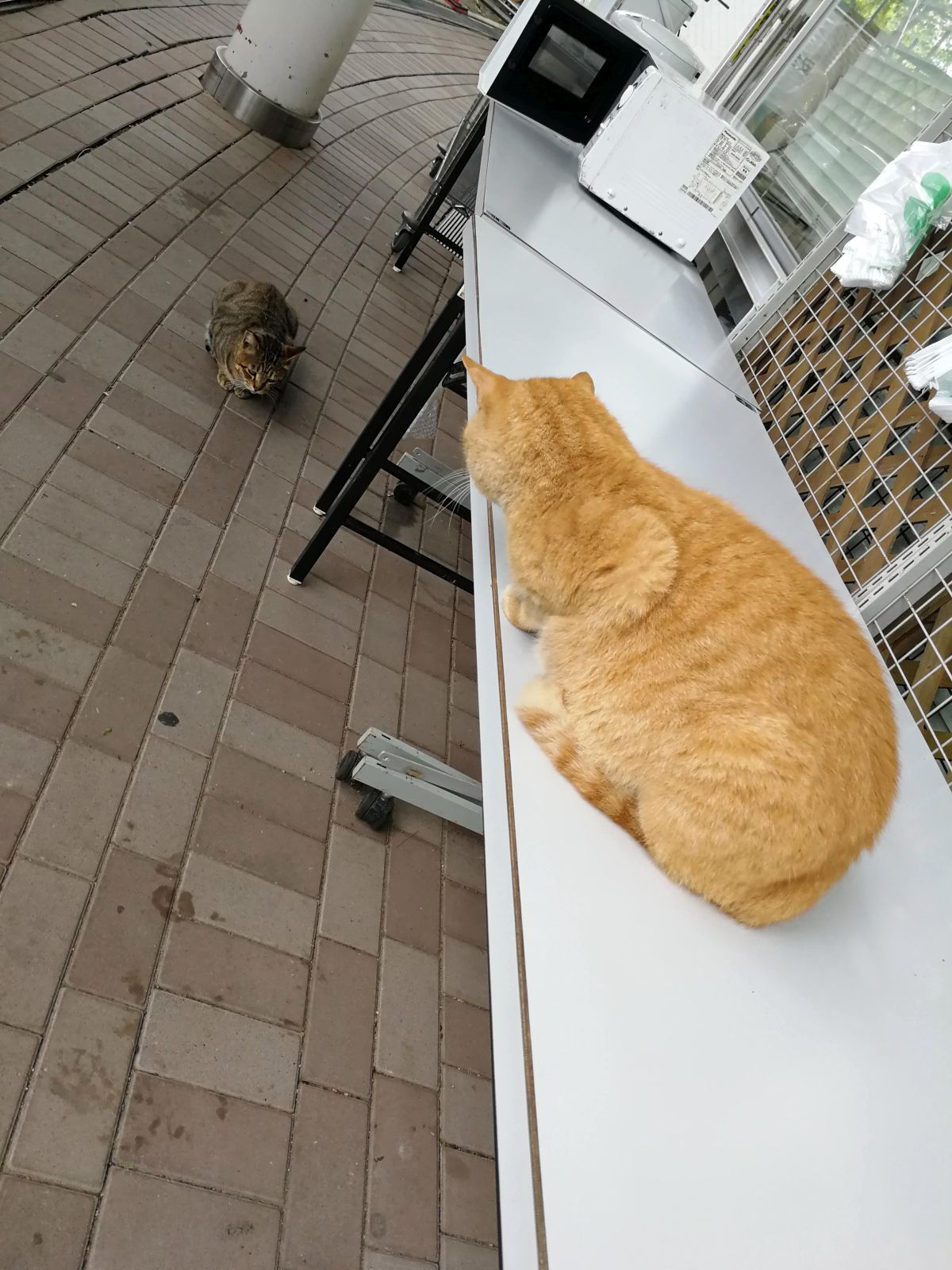 猫の対峙