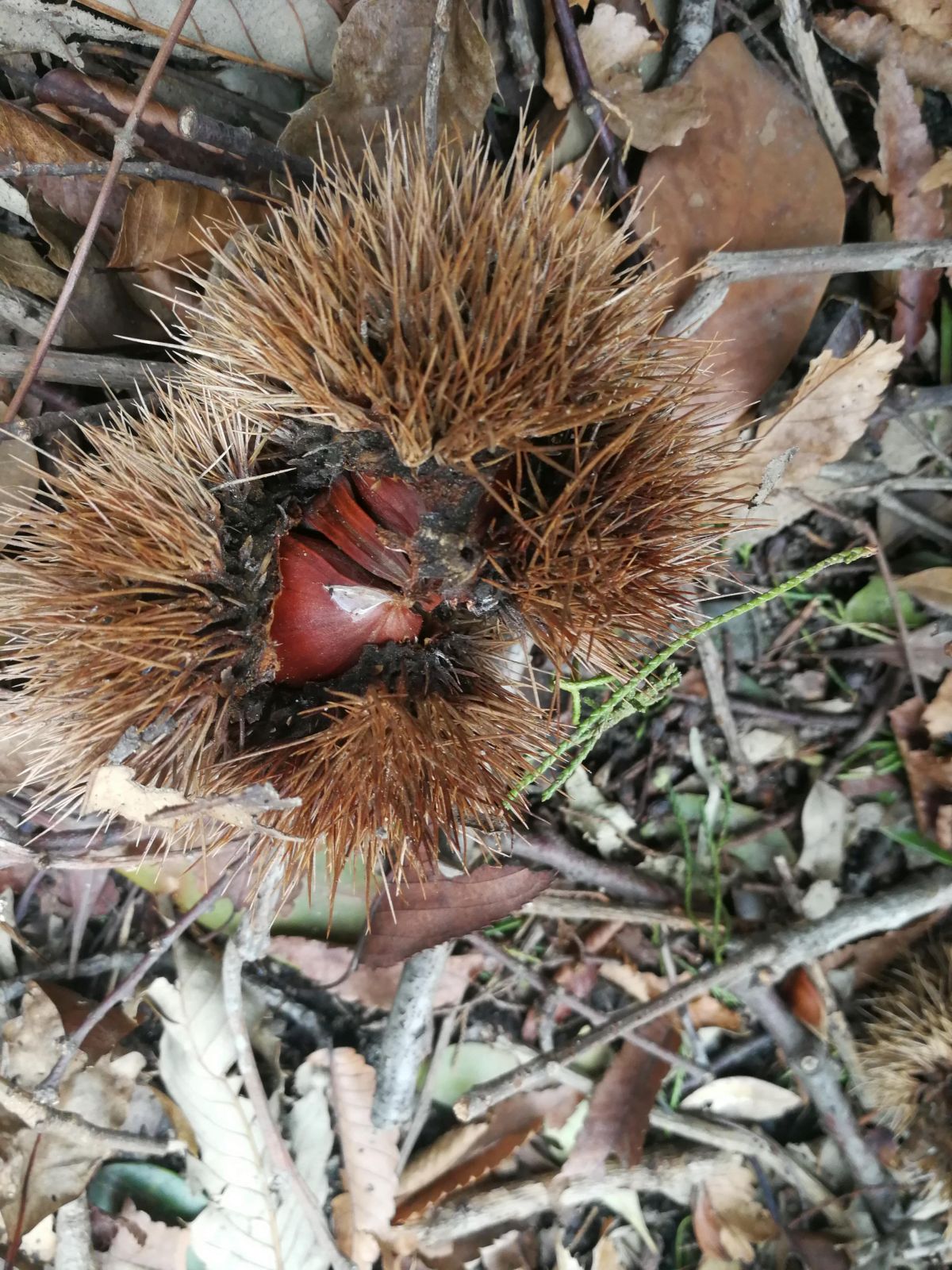 いがぐりの中