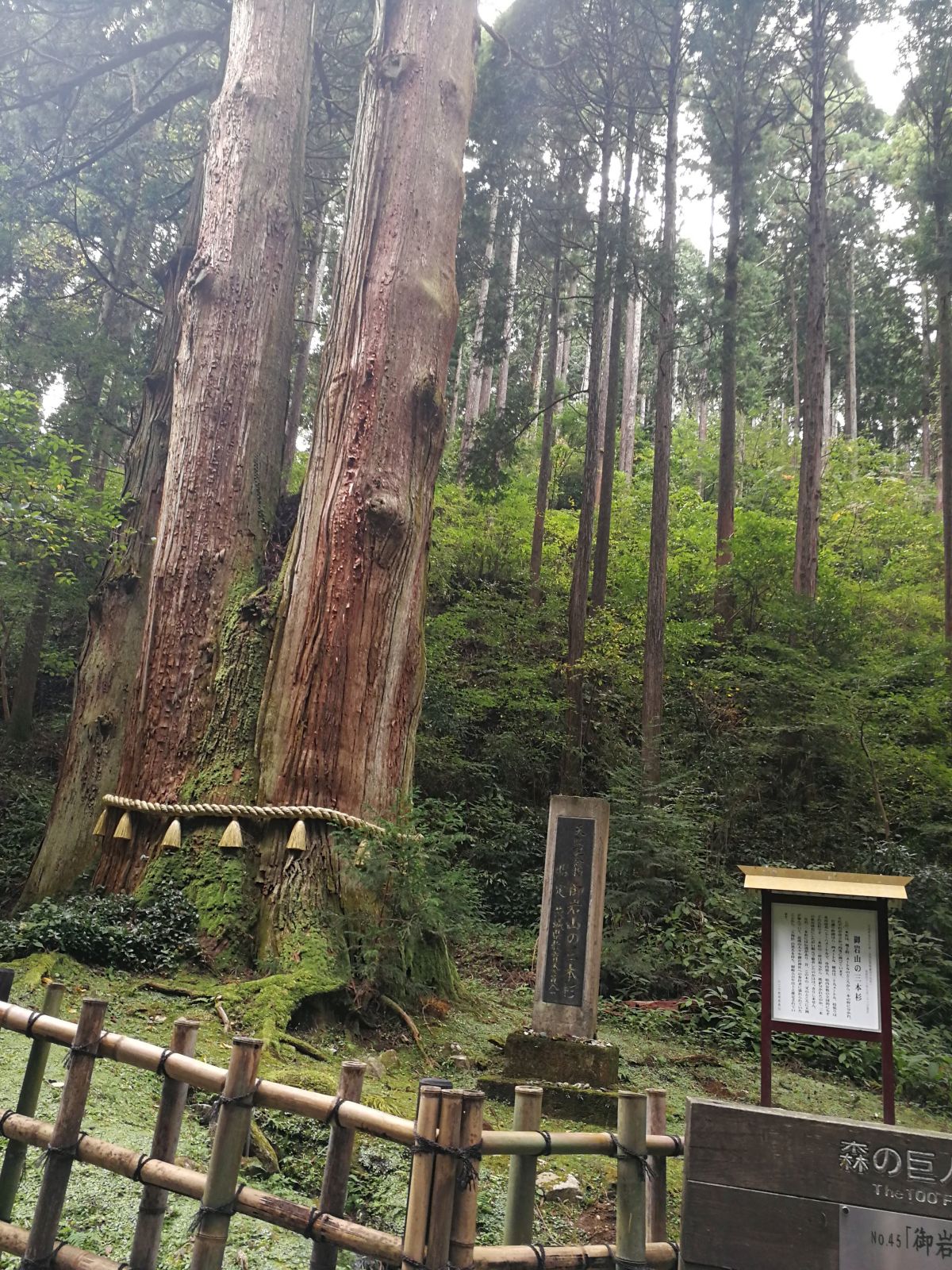 御岩山の三本杉