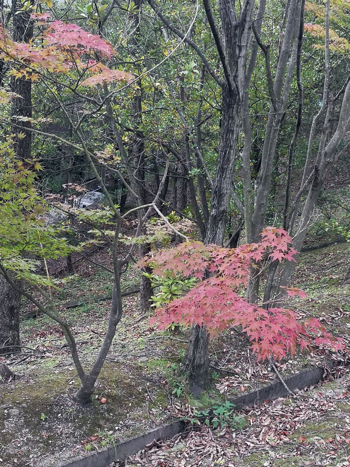 紅葉の季節