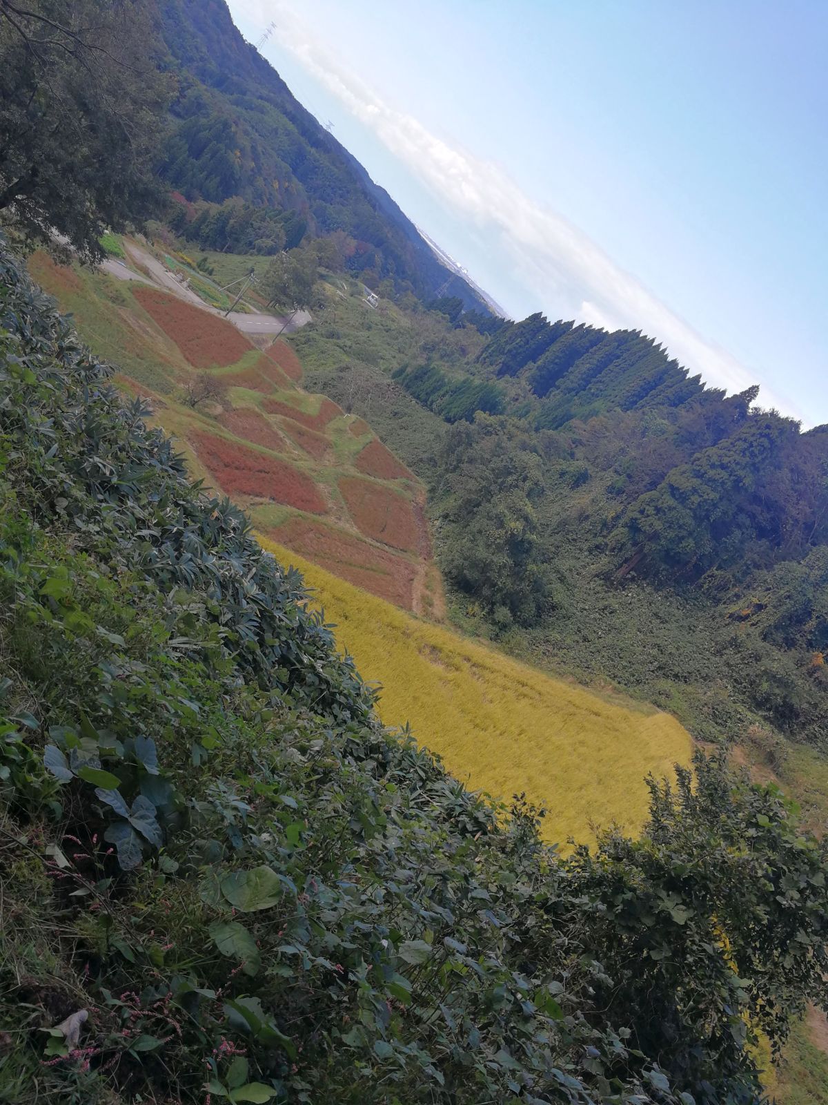 棚田の風景