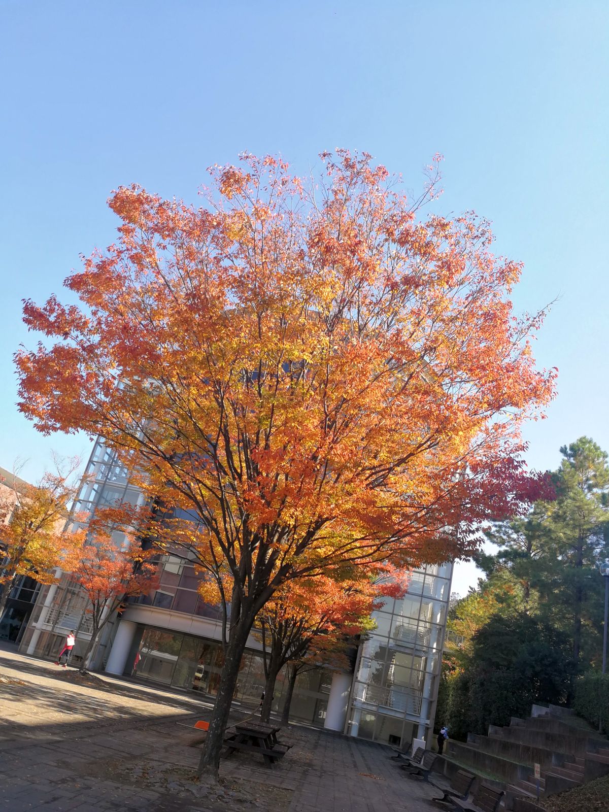 紅葉の風景