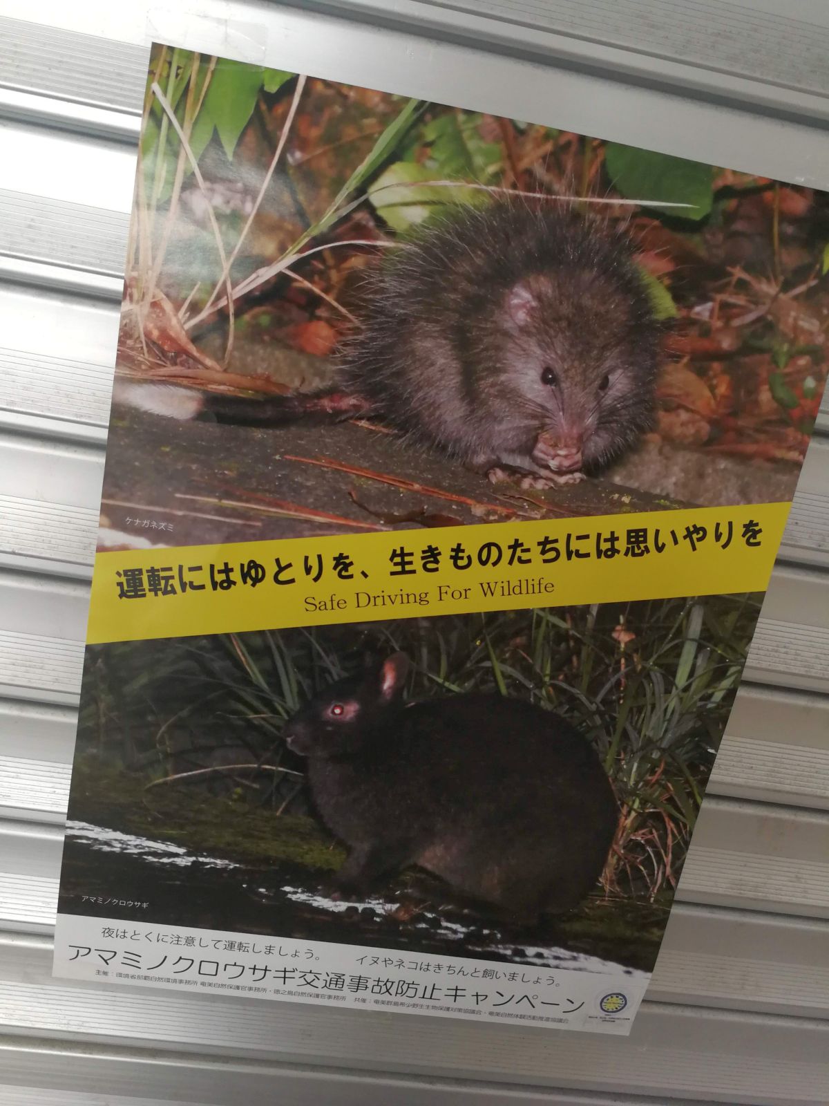 アマミノクロウサギ交通事故防止キャンペーン