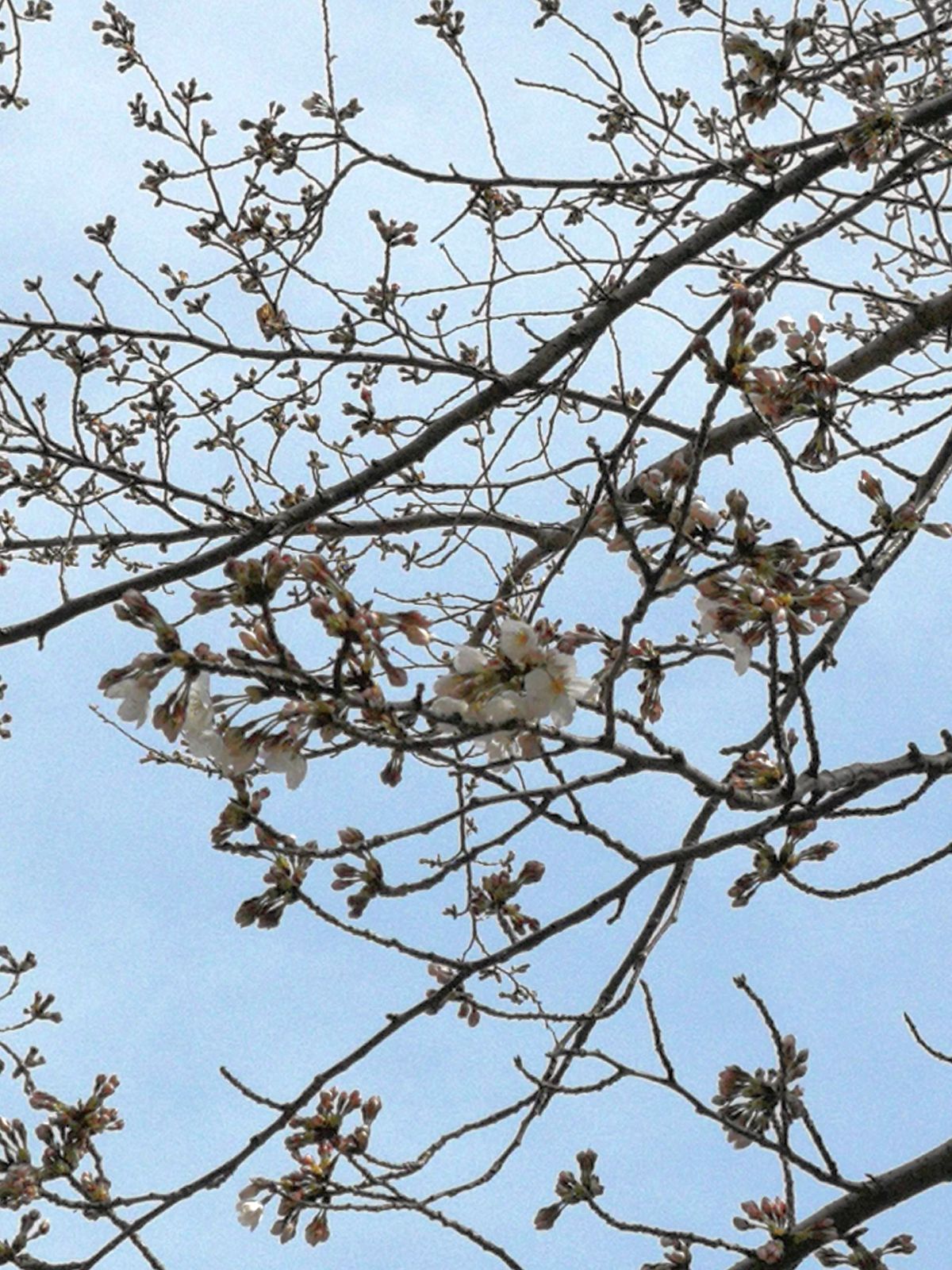 山奥の桜