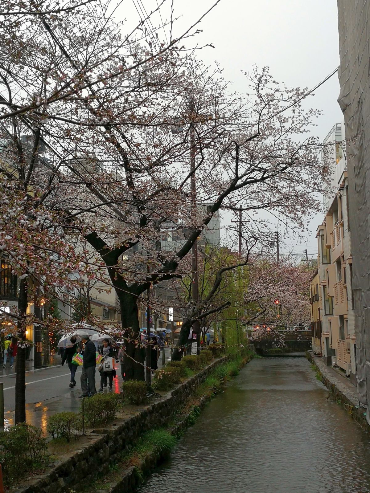 京都の桜