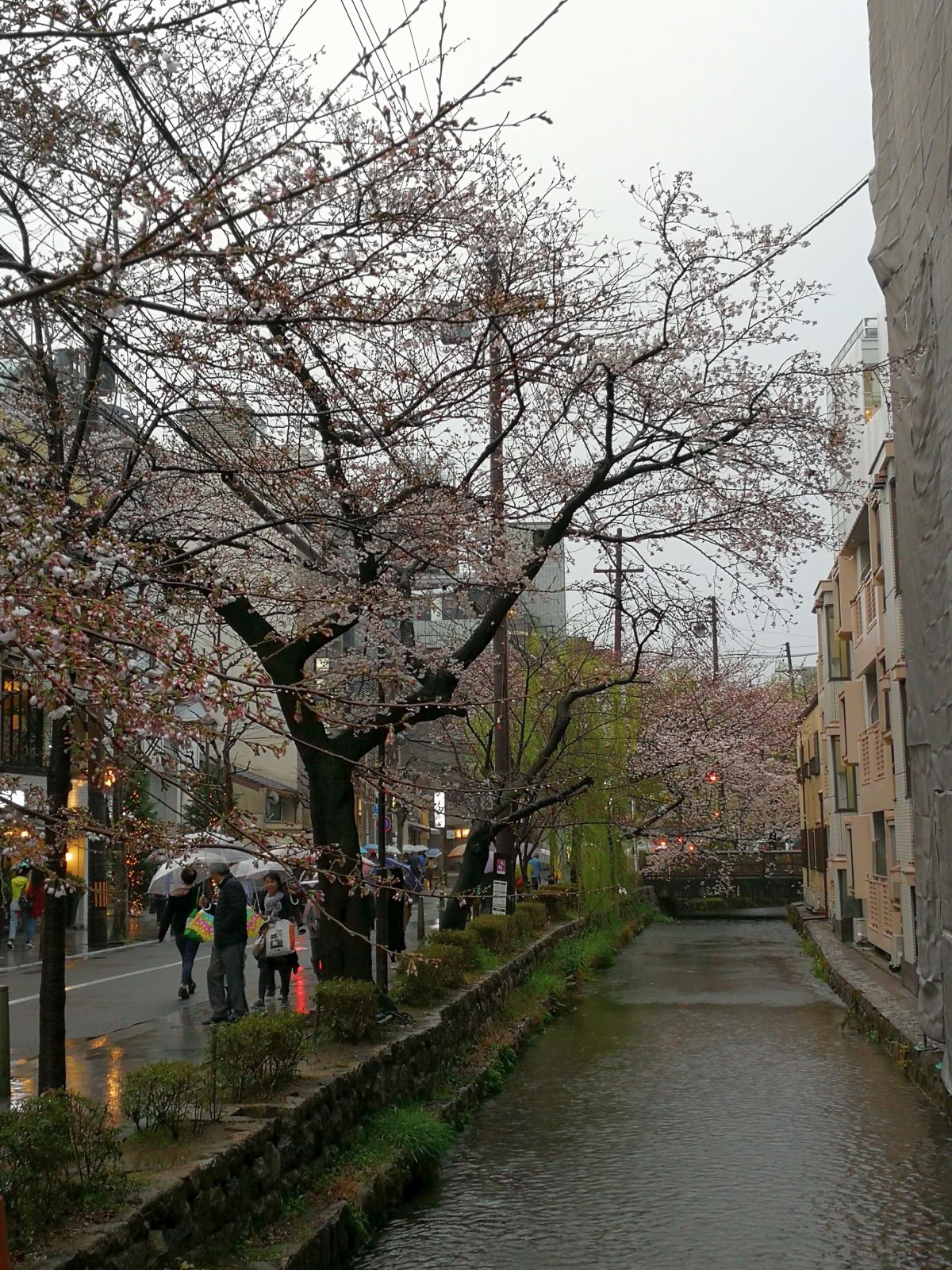 京都の桜