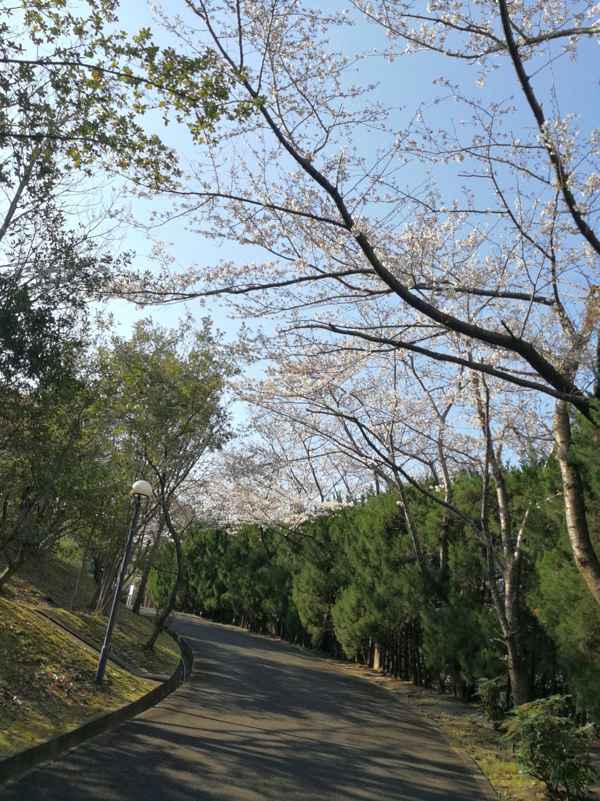 今年の桜