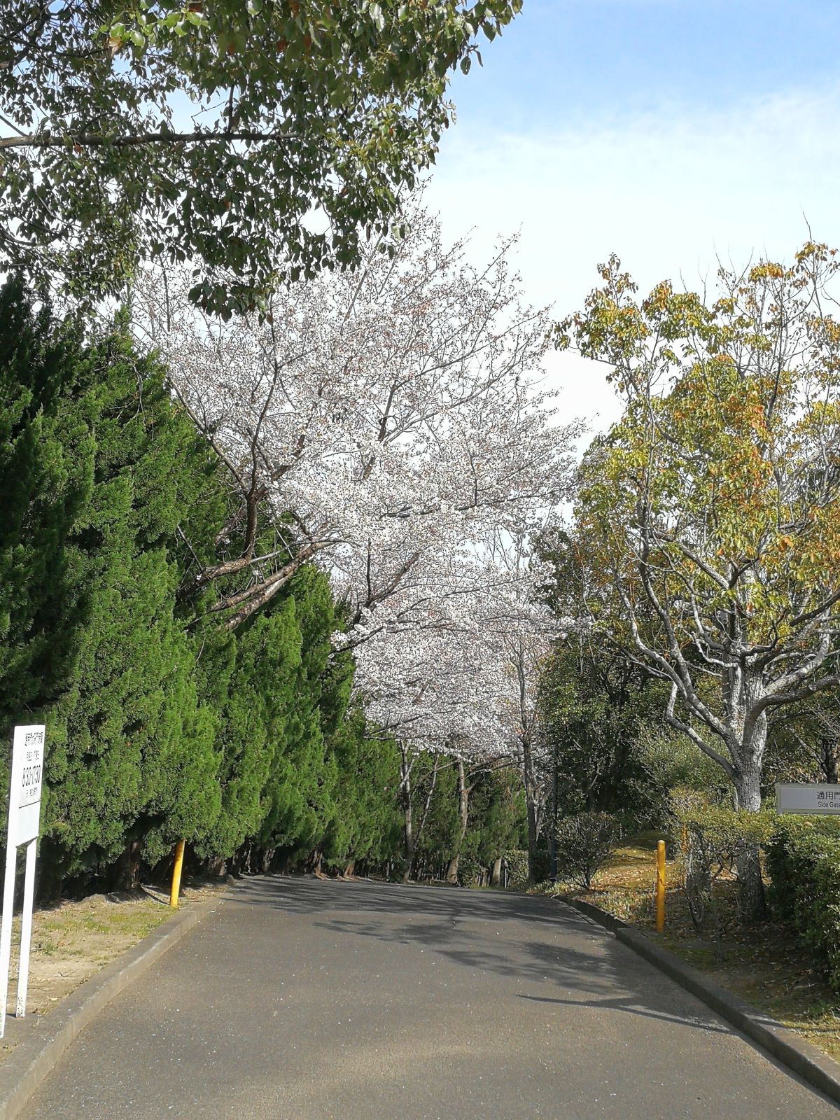 続・今年の桜