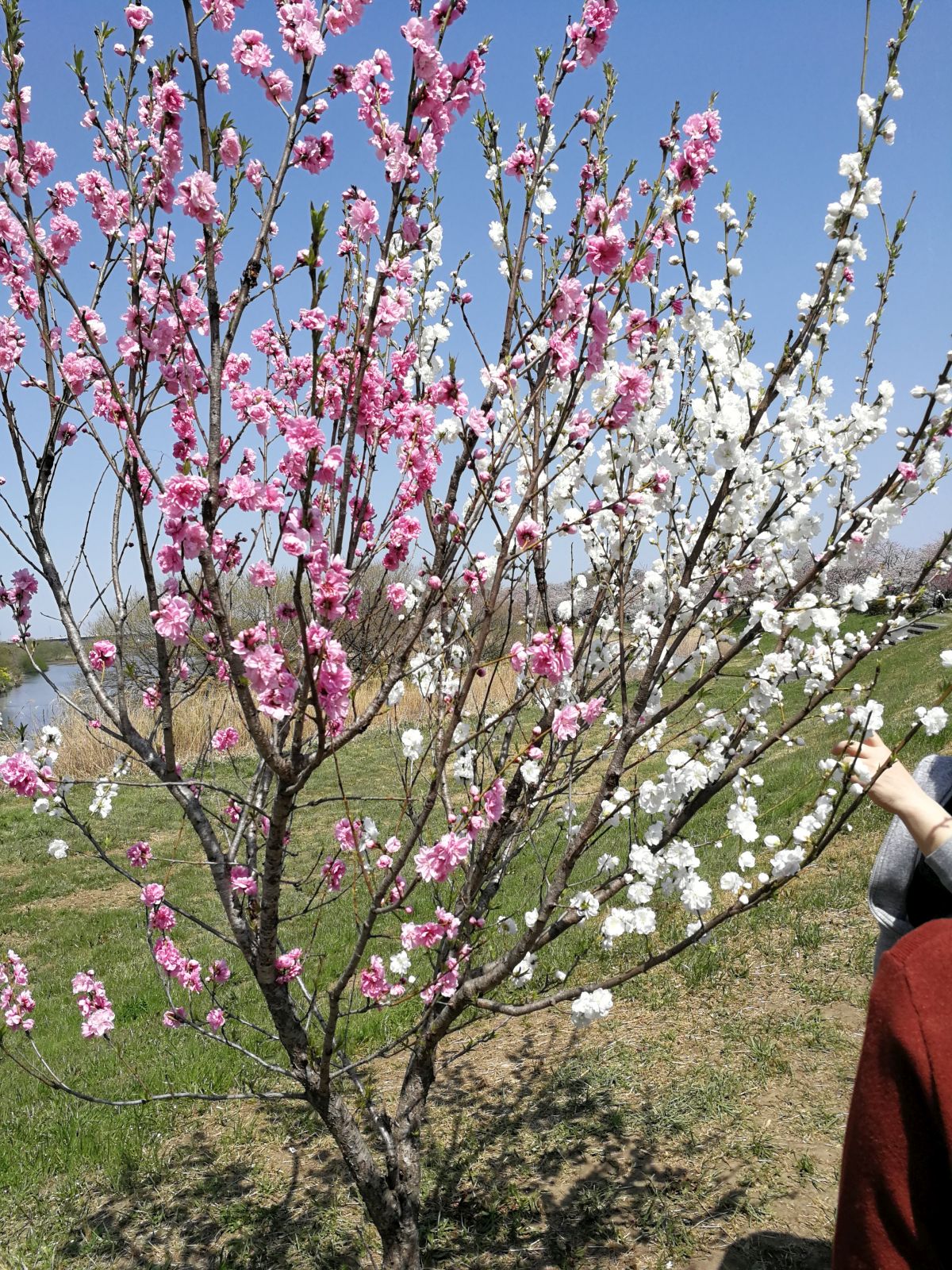 花の色