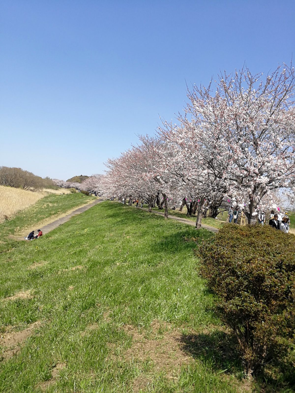 土手の桜