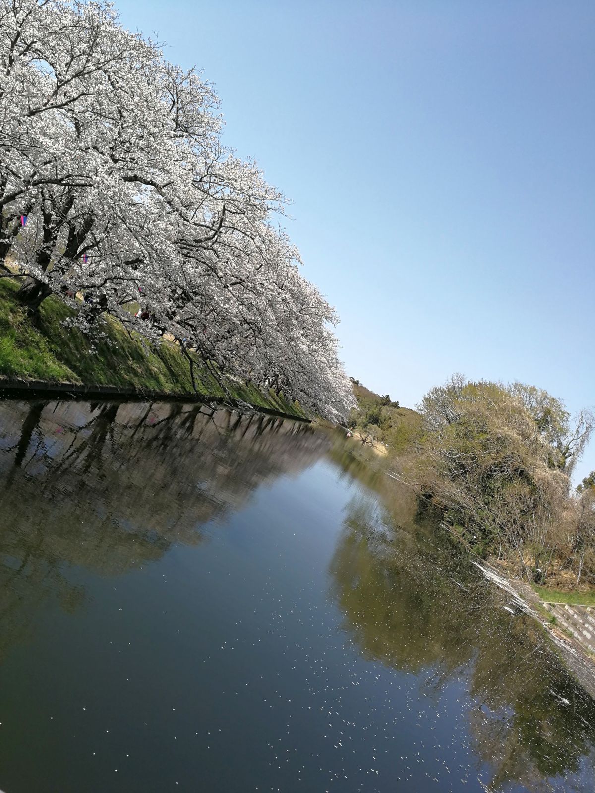 桜の観賞