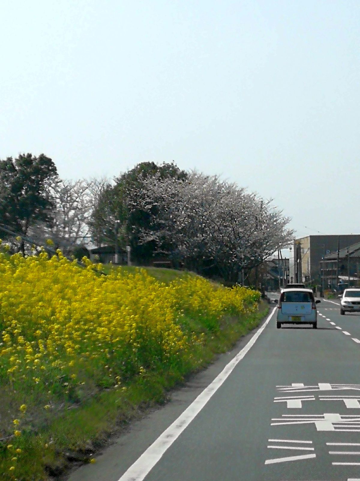 桜と菜の花