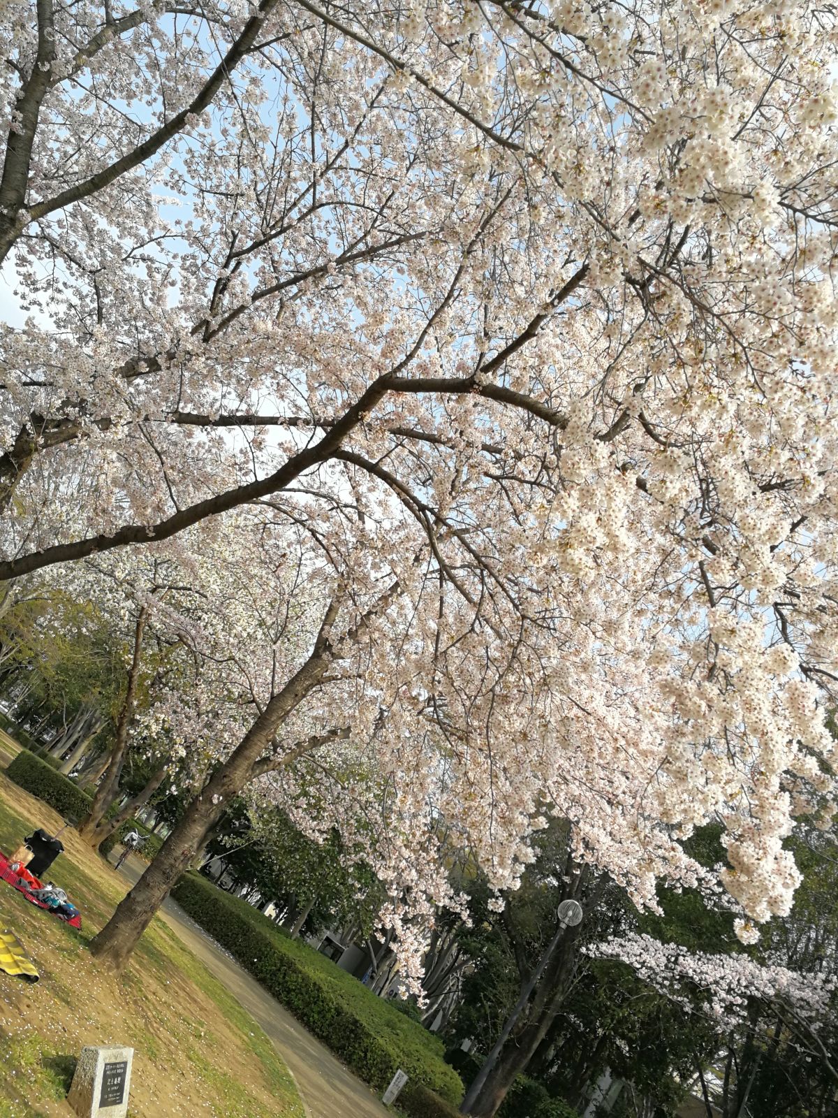 公園の桜