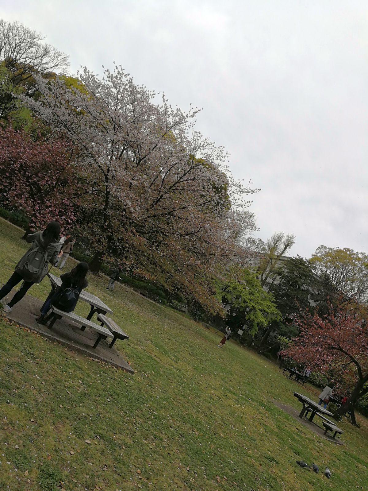 桜の様子