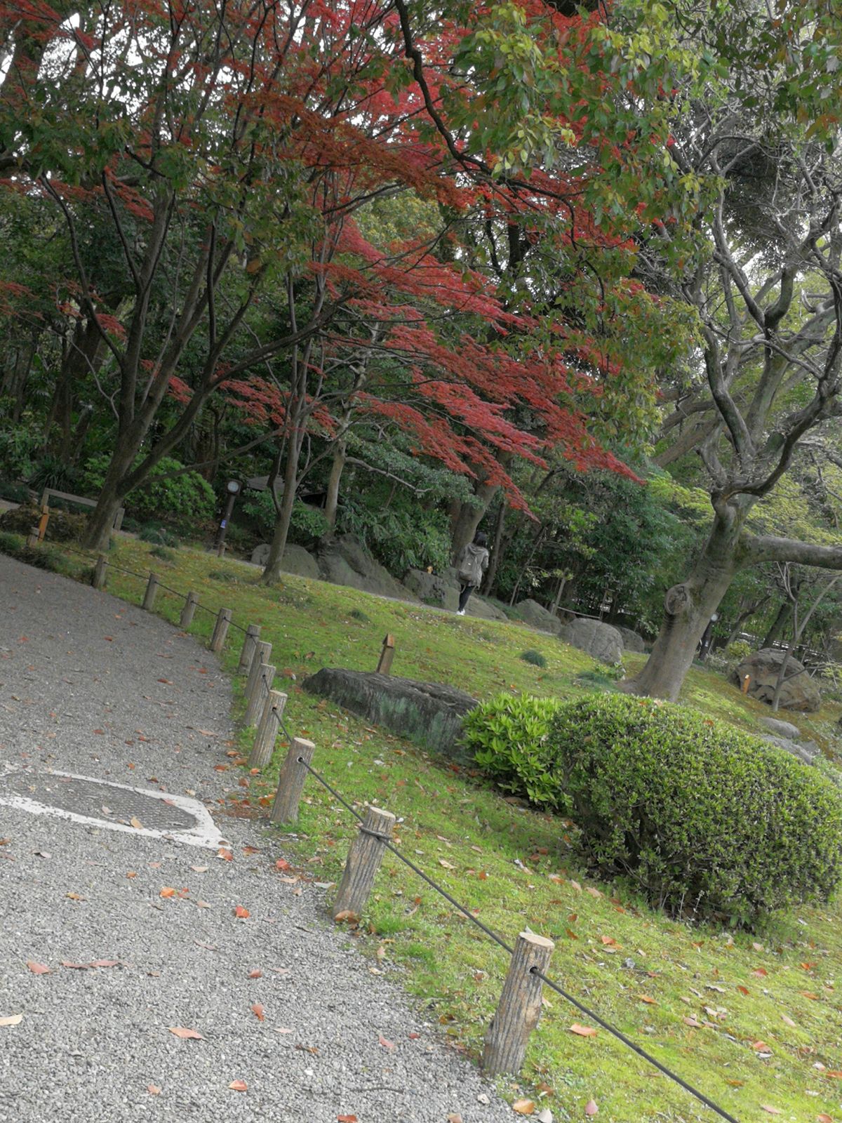 赤い紅葉