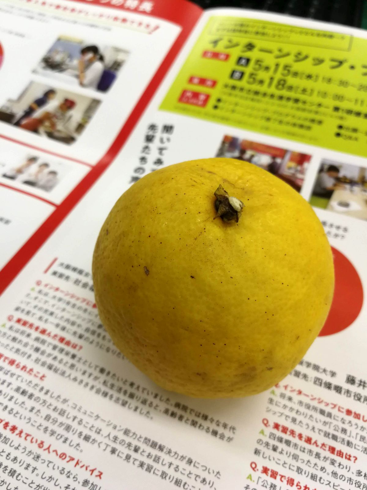 本日の果物