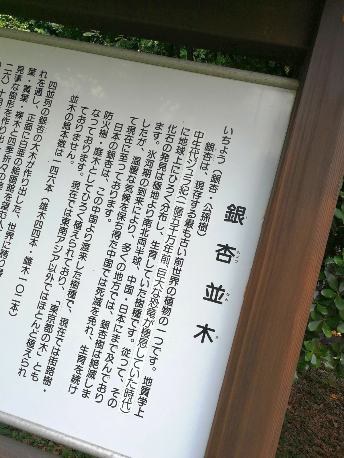 銀杏並木