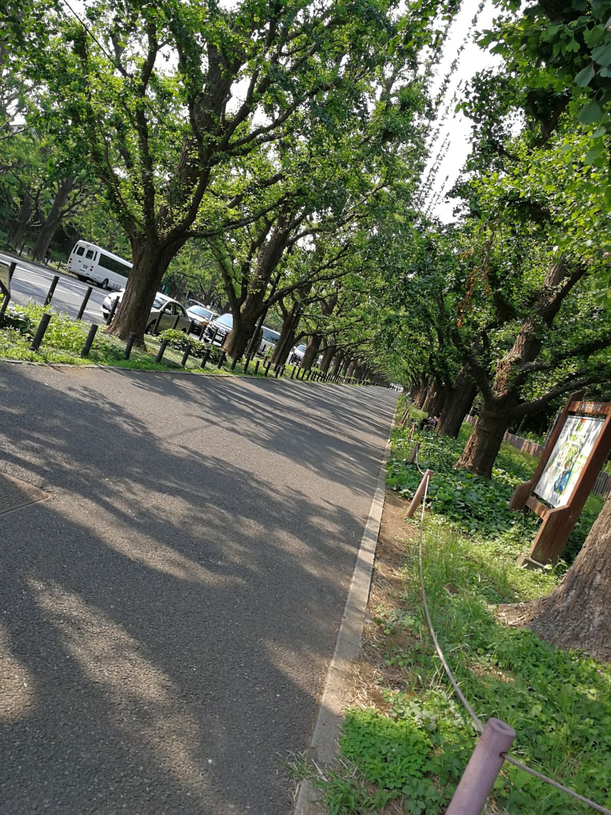 緑の銀杏