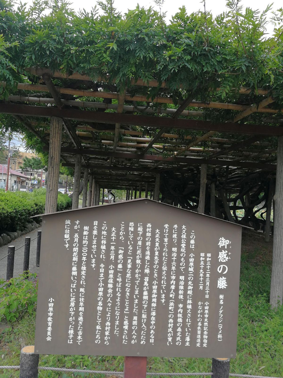 御感の藤