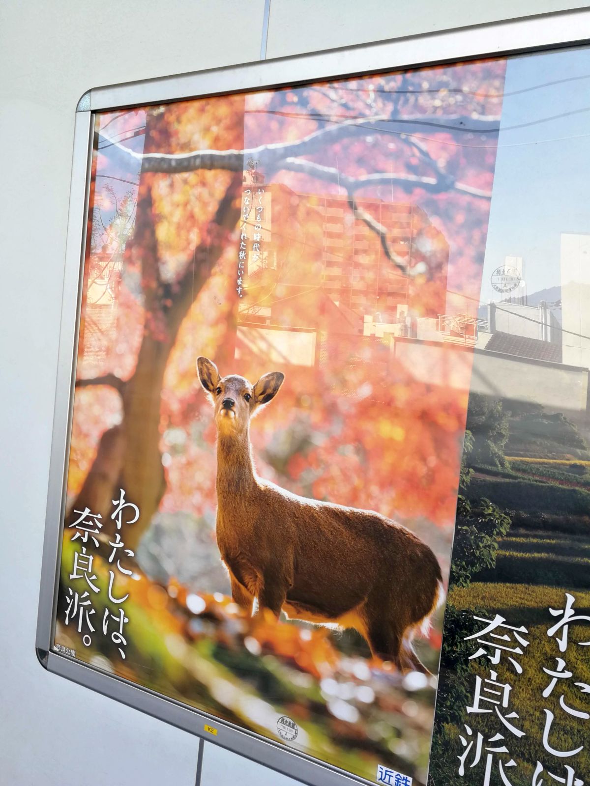 わたしは、奈良派