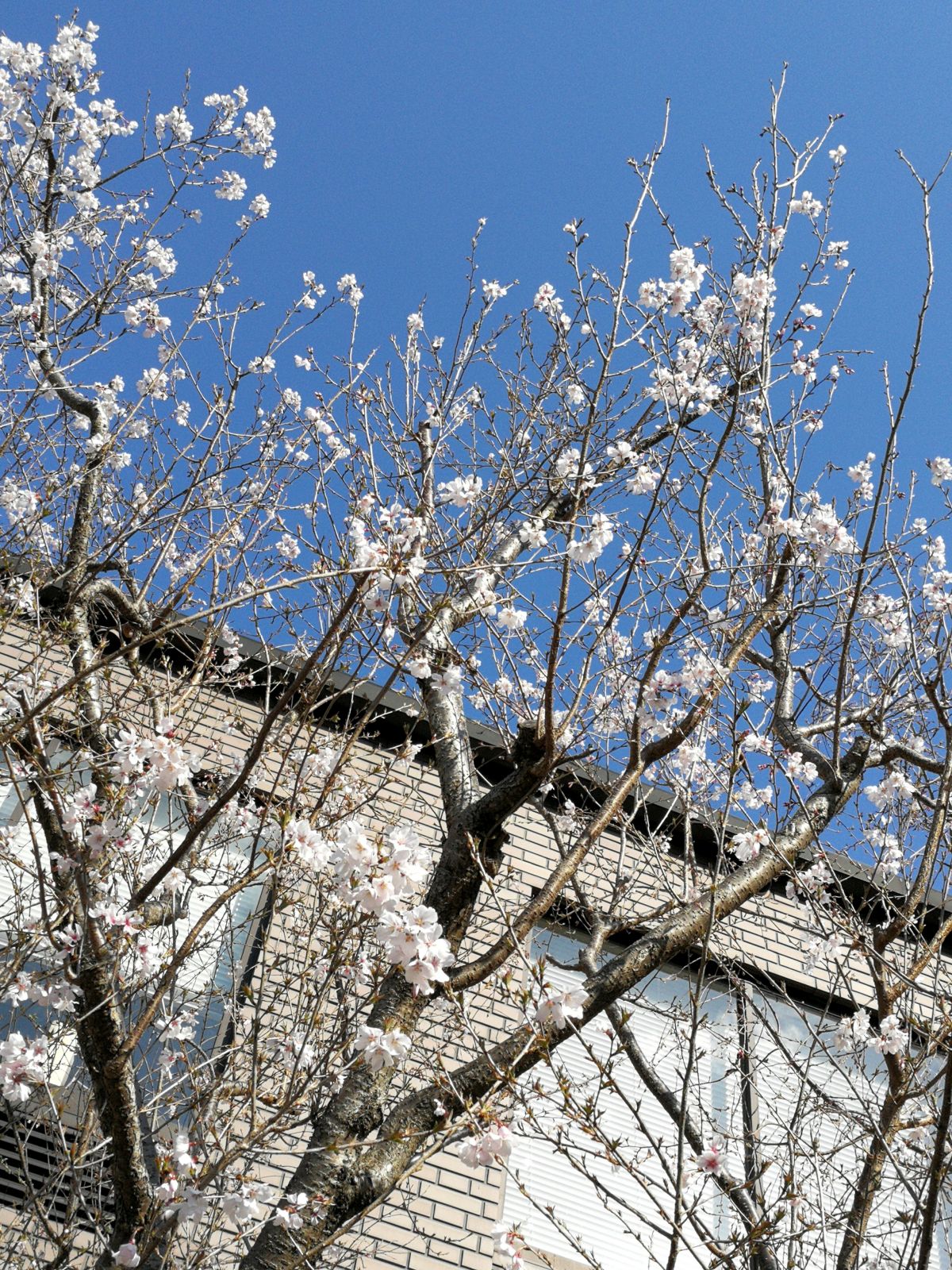 仕事場の桜