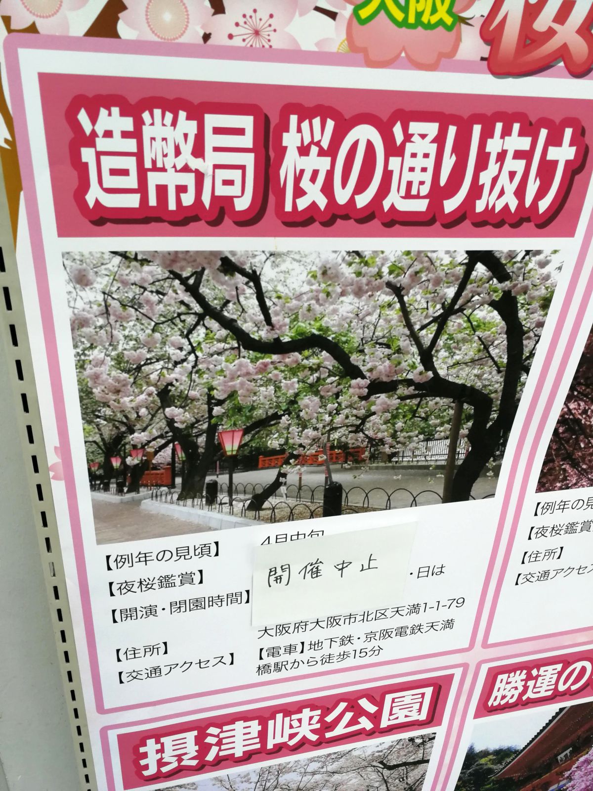 造幣局 桜の通り抜け