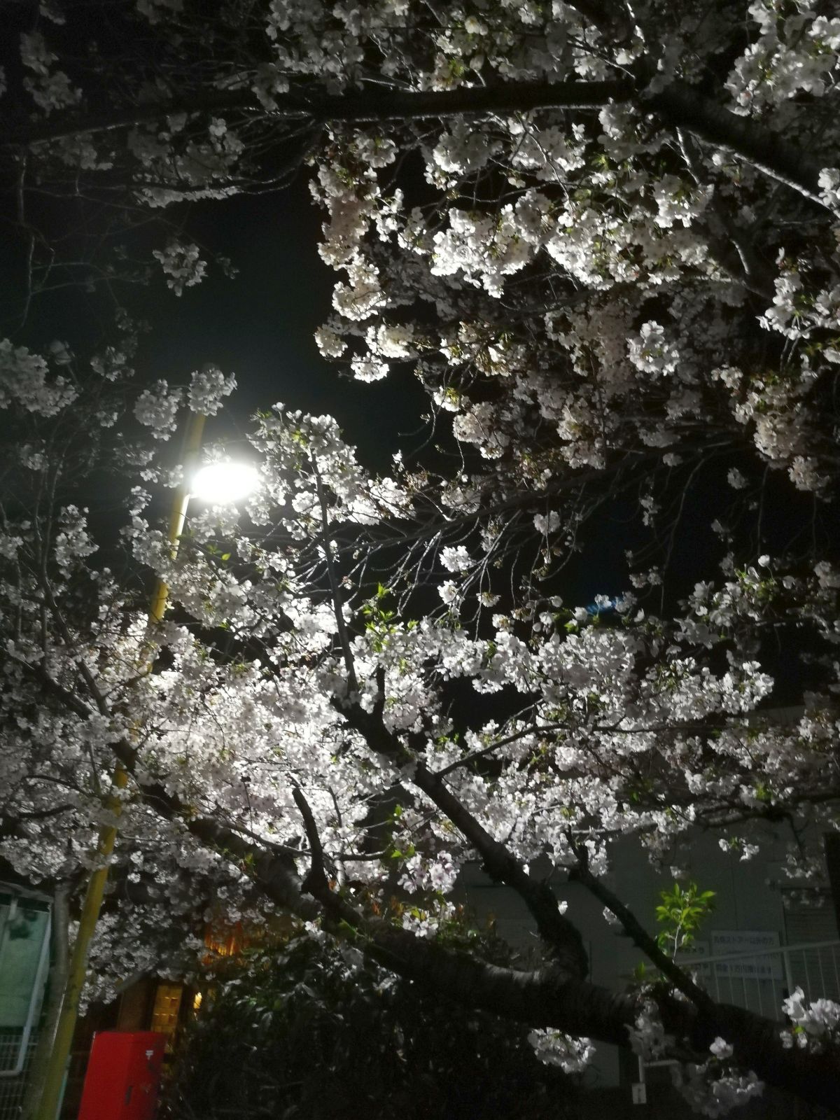 桜の風景