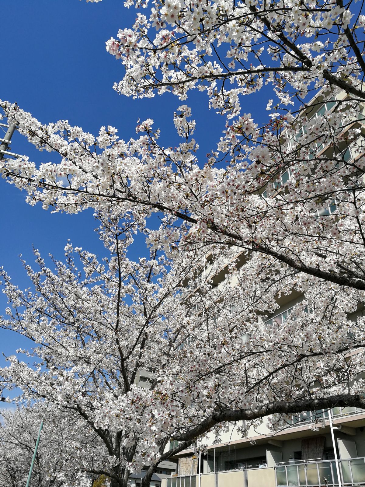 近所の桜