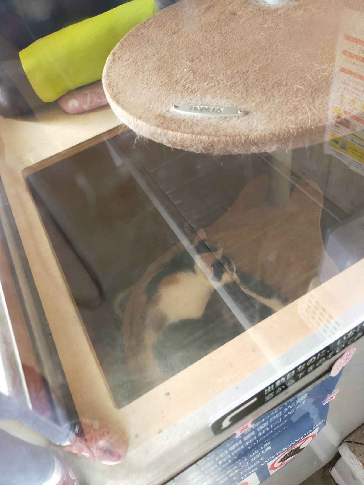 よんたま