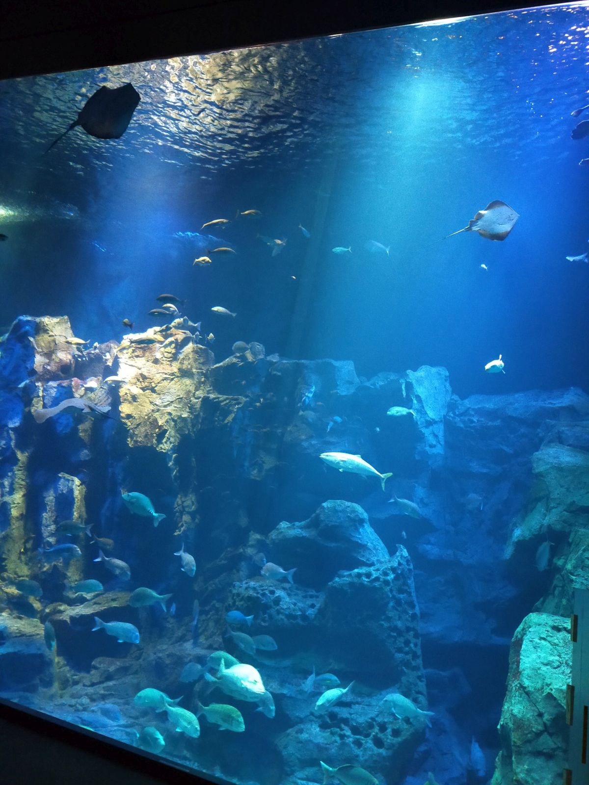 水族館の水槽