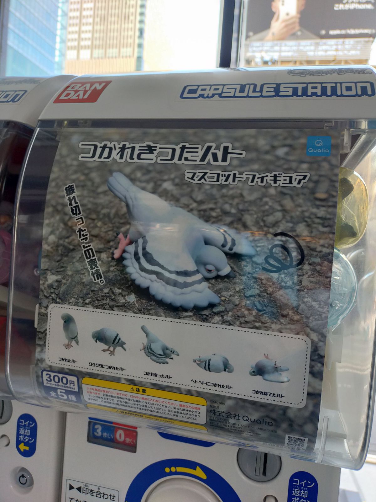 ガチャガチャ観察