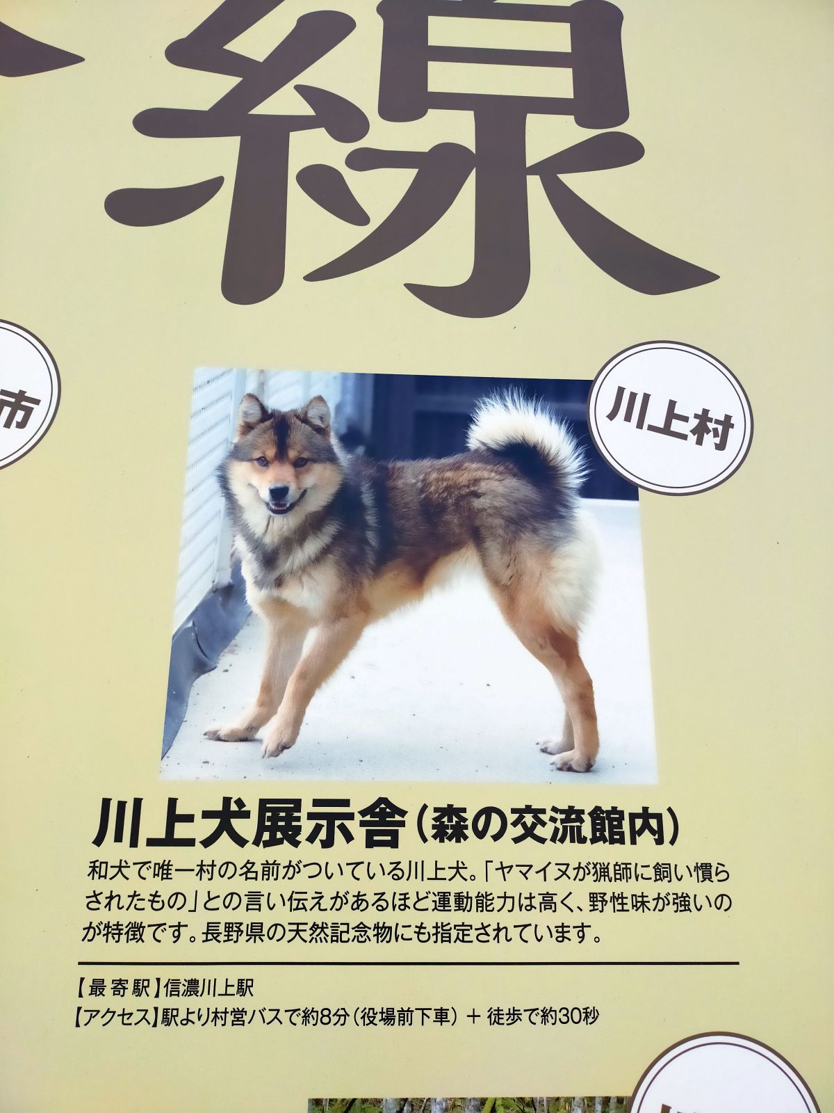 川上犬展示舎