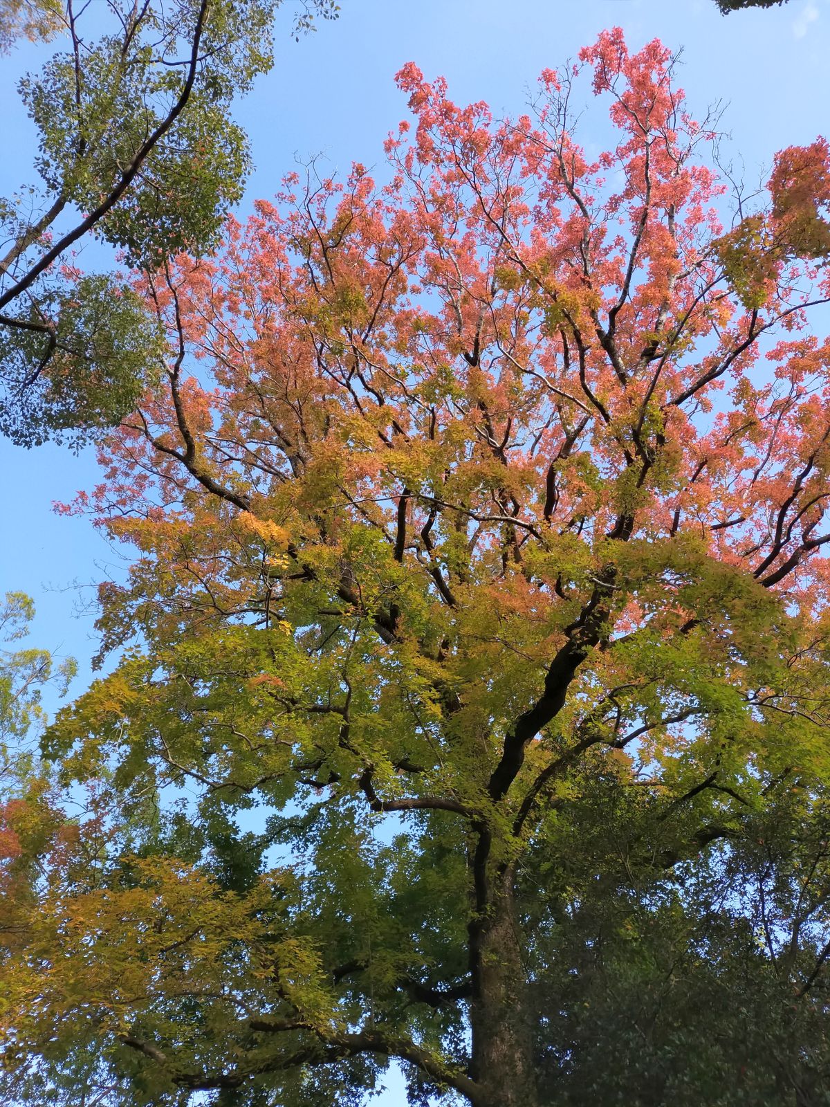 木の紅葉